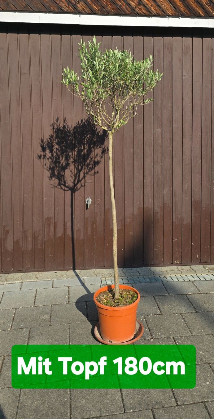 Plantes & graines: Olivenbaum Hochstamm – D'occasion à Aarburg par popkorn65