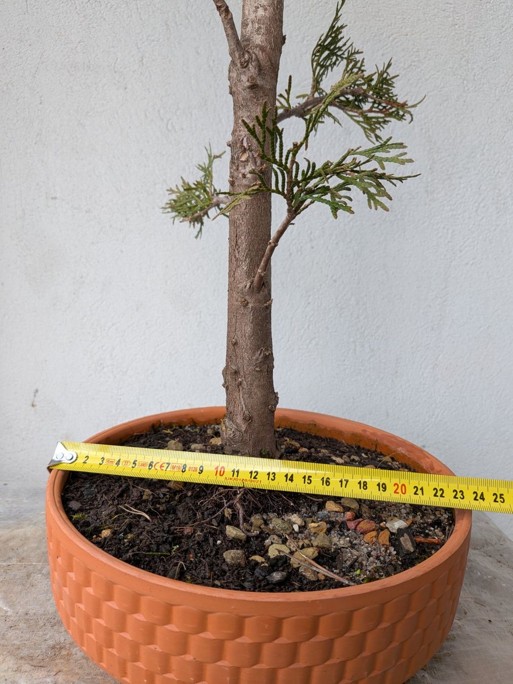 Piante & sementi: Thuja (Lebensbaum) Bonsai – Usato da Bern venduto da Hydrom 3