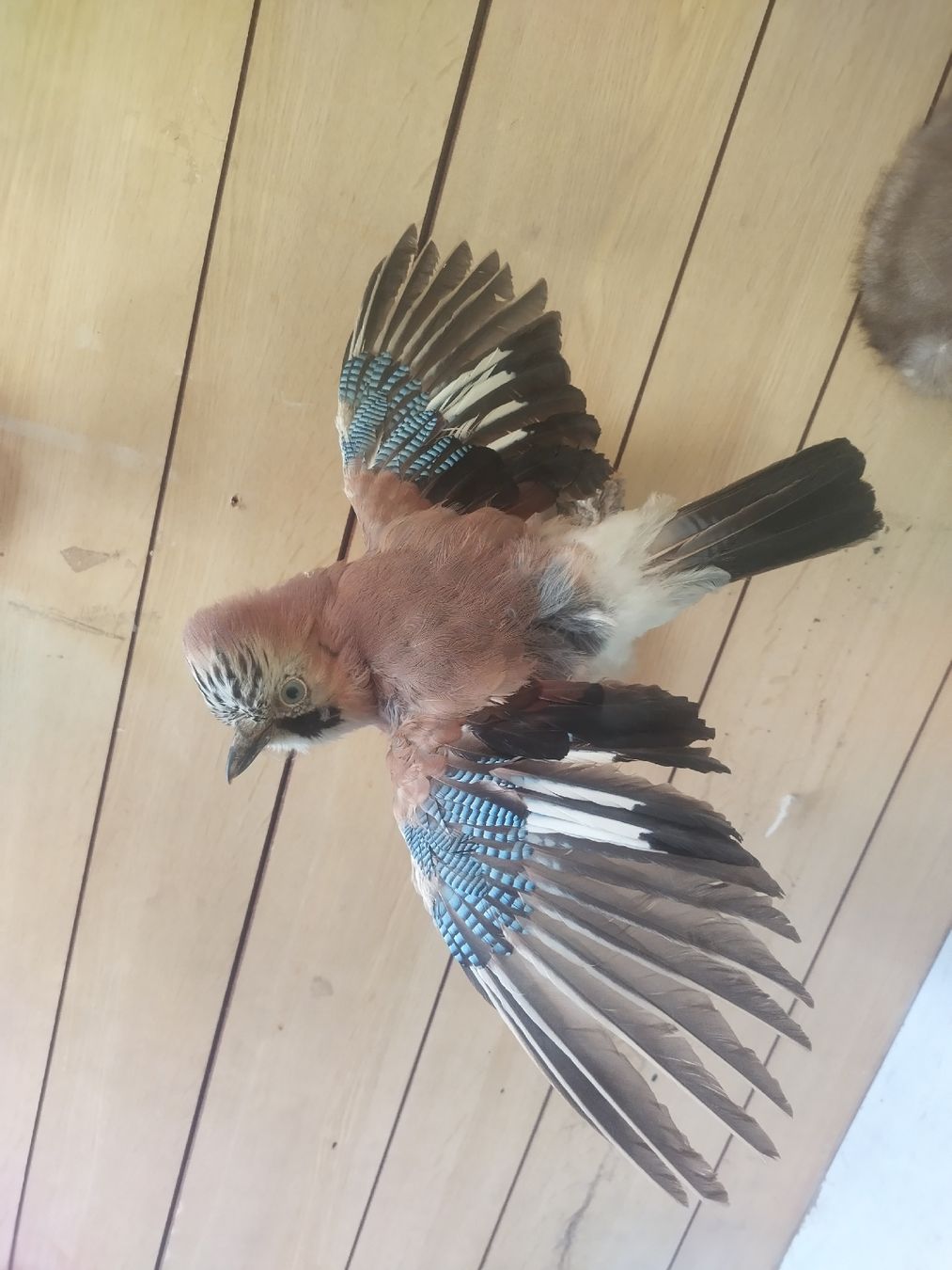 Monde des animaux: Präparierter Eichelhäher – D'occasion à Wettingen par Bwalti