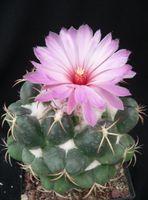 Kaktussamen / Coryphantha elephantidens rosa Blüte