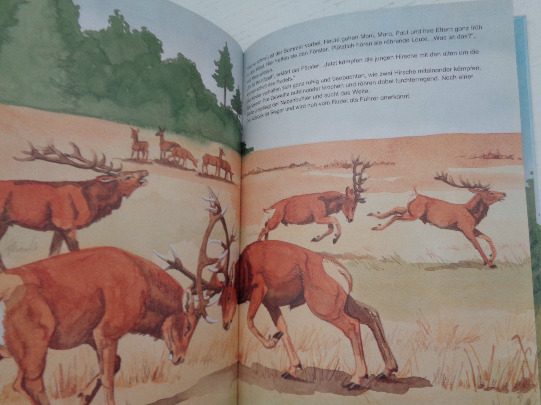 Livres: Die Tiere unseres Waldes – D'occasion à Chur par Oregano1 5