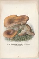 🍄 Historische Pilztafel – Leberbrauner Milchling, 1907