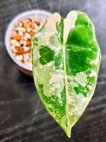Selten Alocasia Frydek Variegata Jungpflanze aus Rhizom