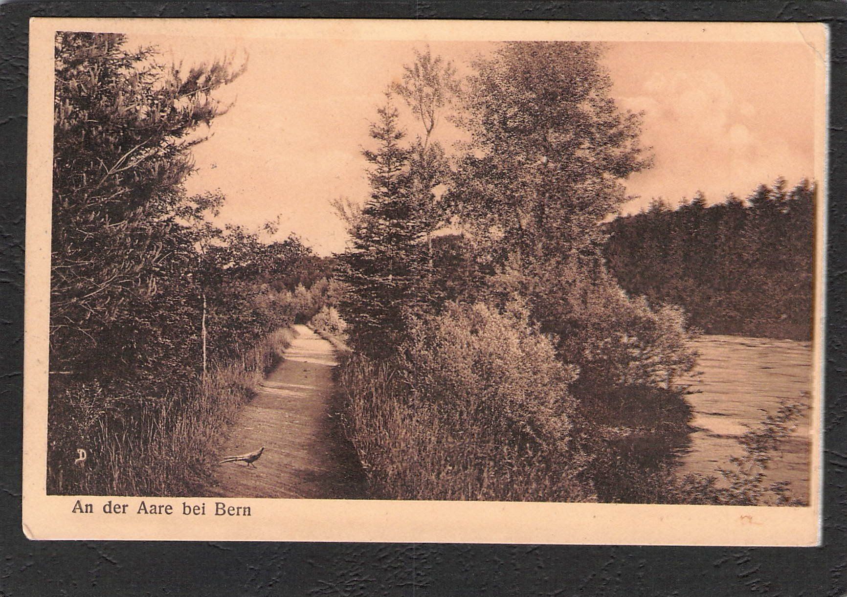 Ansichtskarten: -An der Aare bei Bern , 1950 – Gebraucht aus Reichenburg von Pipo-67