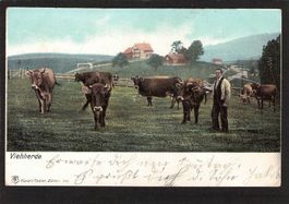 #Landwirtschaft , Appenzell Vieherde , gel. 1906