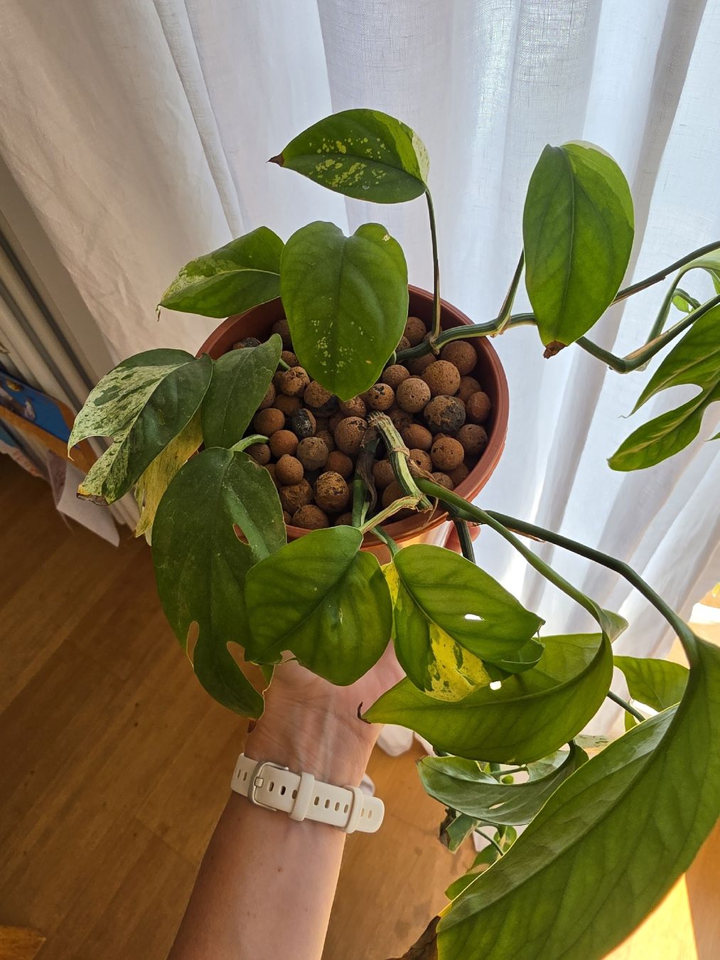Pflanzen & Samen: Epipremnum pinnatum marble variegata – Gebraucht aus Jegenstorf von matrix2012