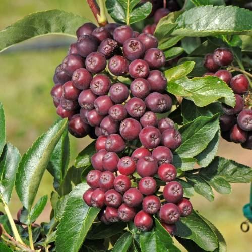 Piante & sementi: Sorbus Burka géant  FRUITIER RARE 25cm – Nuovo (secondo la descrizione) da Bremblens venduto da FIBONACCI369