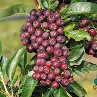 Sorbus Burka géant  FRUITIER RARE 25cm