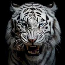 Profile image of Lcs