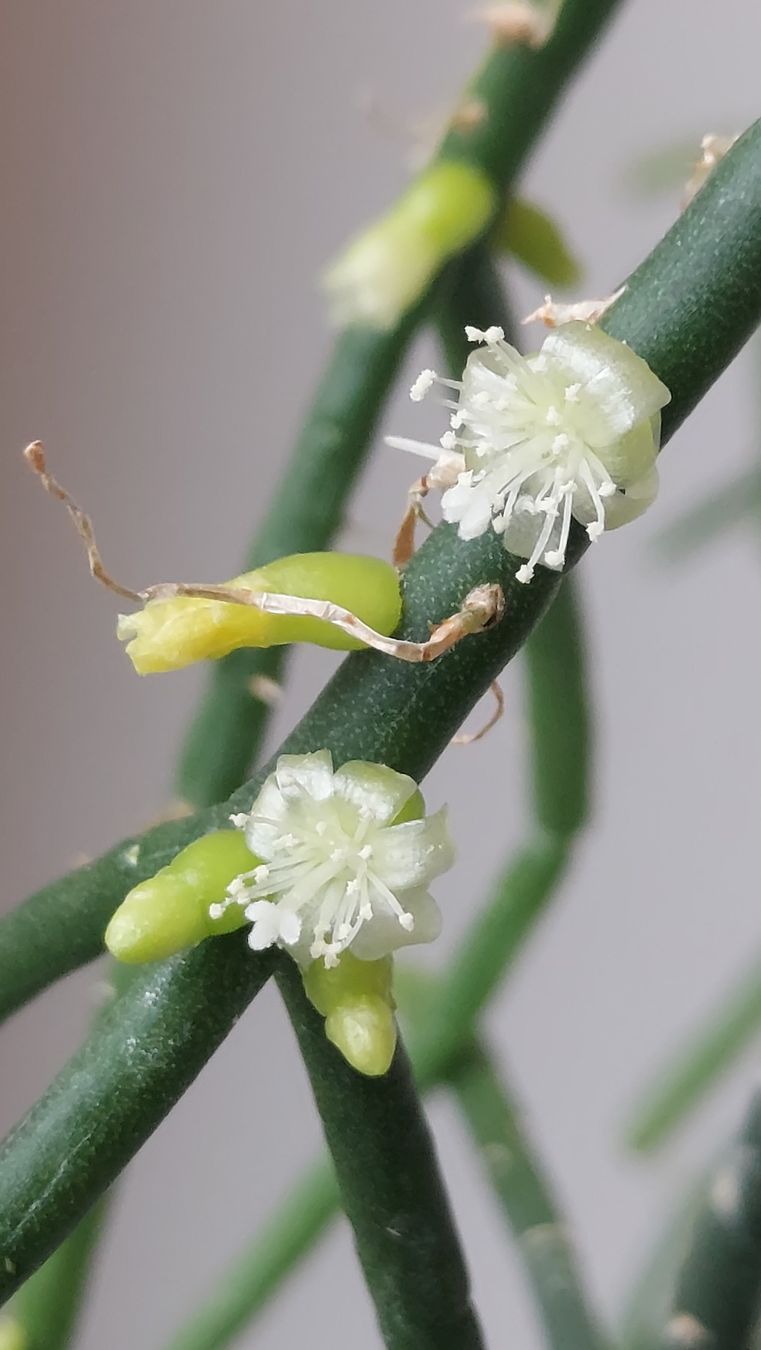 Piante & sementi: Rhipsalis baccifera / Korallenkaktus – Nuovo (secondo la descrizione) da Thalheim venduto da silvara01 4