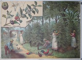 Historisches Schulwandbild  – Kaffee (Coffea arabica)