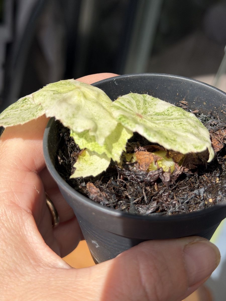 Pflanzen & Samen: Begonia Rouge Variegata  – Neu (gemäss Beschreibung) aus Buchrain von Stetoscop 2