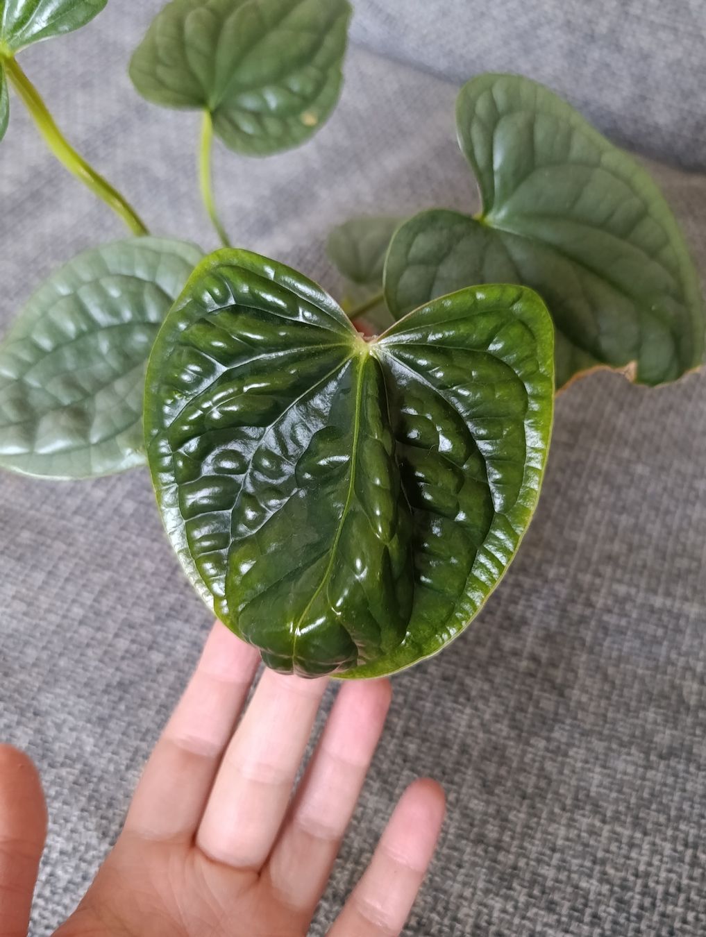 Piante & sementi: Anthurium Luxurians – Nuovo (secondo la descrizione) da Baar venduto da L.isa28 2