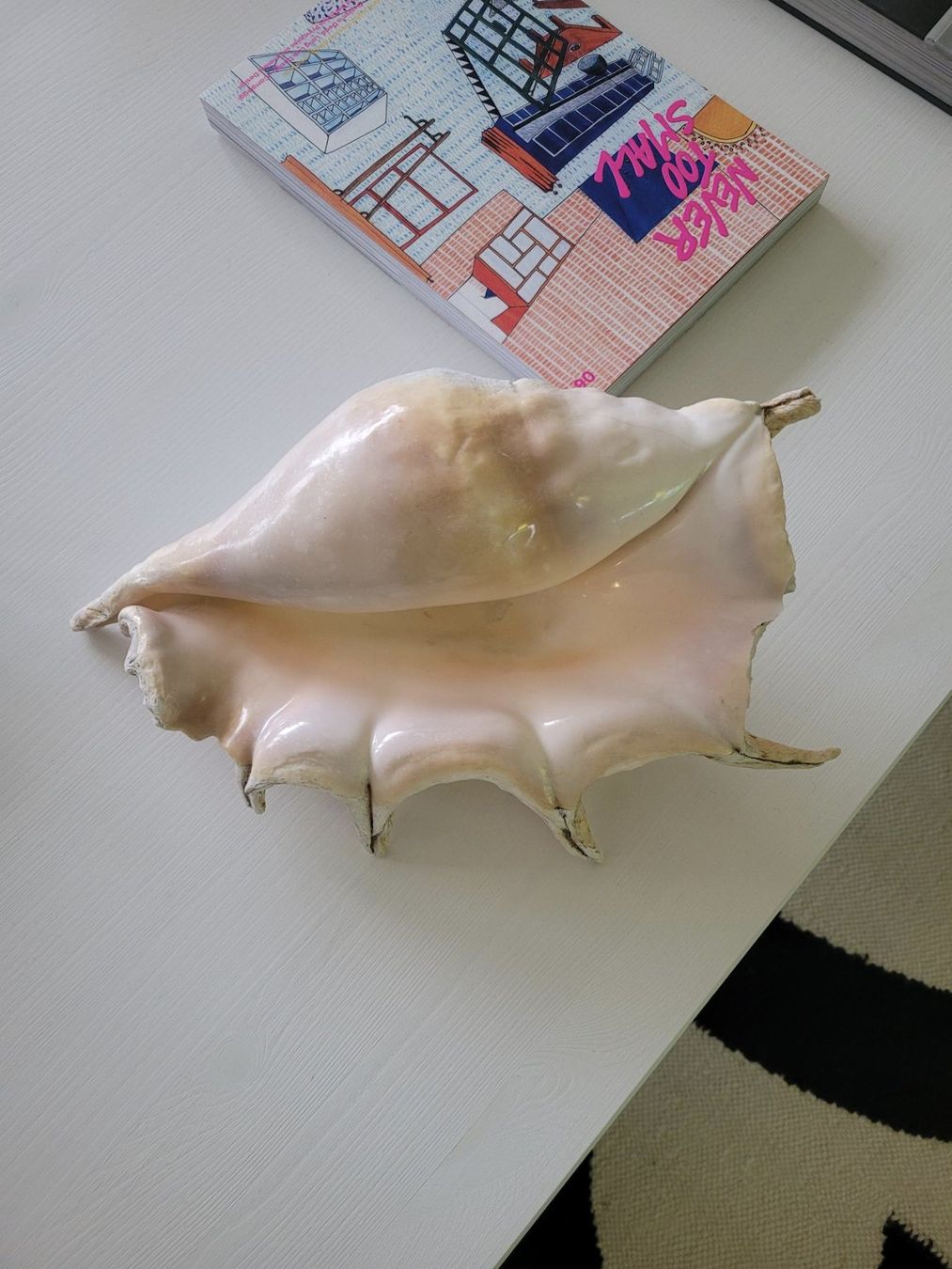 Fossili: Grosse Muschel | Sea Shell Large | Conch – Usato da Zürich venduto da HelloSunshine8048 5