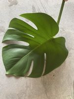 Monstera deliciosa - Ableger