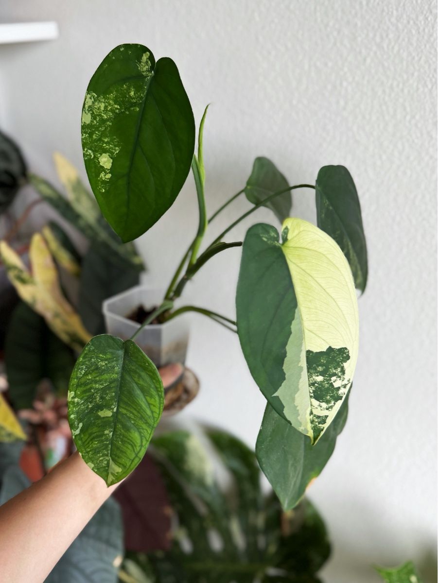 Pflanzen & Samen: Syngonium Chiapense Variegated – Neu (gemäss Beschreibung) aus Bern von Lucas_Ma 1