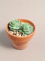 Echeveria
