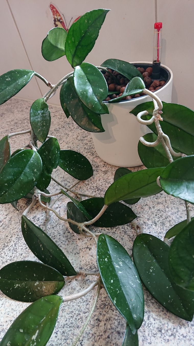 Piante & sementi: Zimmerpflanze hoya carnosa – Usato da Amriswil venduto da Trixi022 1