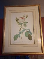 Botanischer Rosendruck P. J. Redouté - Rosa muscosa multiple