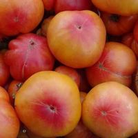Big Rainbow - Fleischtomate - 20 Samen