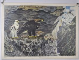 Schulwandbild Adler Robert Hainard No. 57 Ingold Verlag