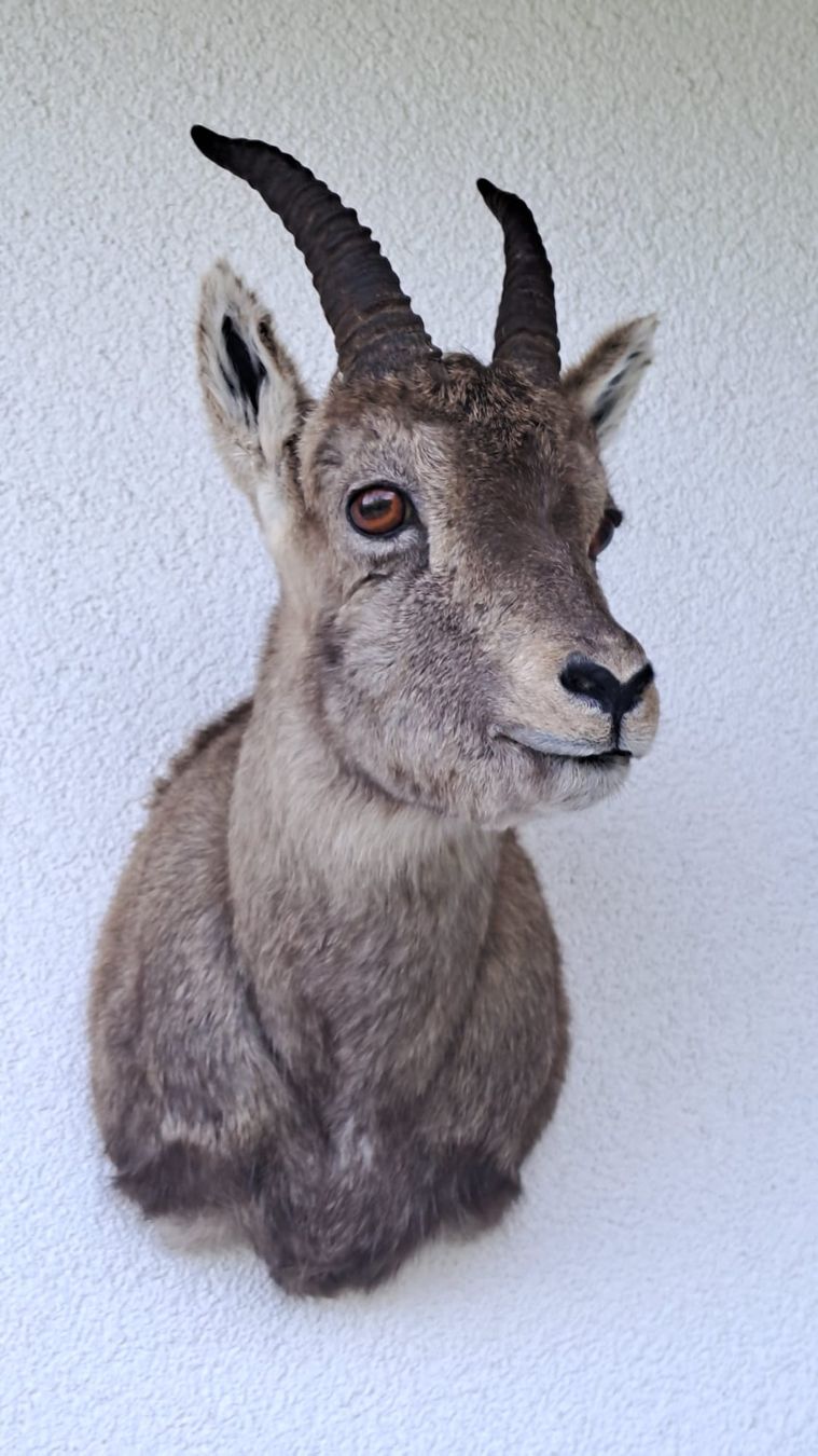 Il mondo degli animali: Steingeiss – Nuovo (secondo la descrizione) da Mollis venduto da Resel1985 3