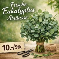 Frische Eukalyptus Sträusse
