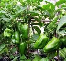 Ab 5.- fr !!! 20 Samen Susse Paprika GRÜN Graines Semi Seeds