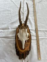 Gehörn eines Rehbocks