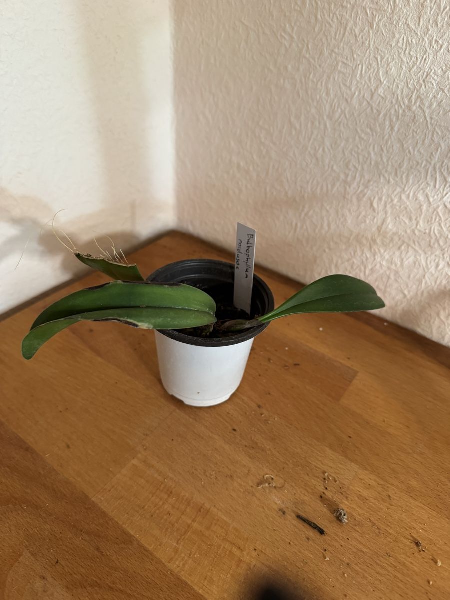 Pflanzen & Samen: Bulbophyllum medusae – Gebraucht aus Männedorf von mrclst