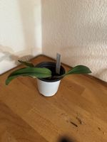Bulbophyllum medusae