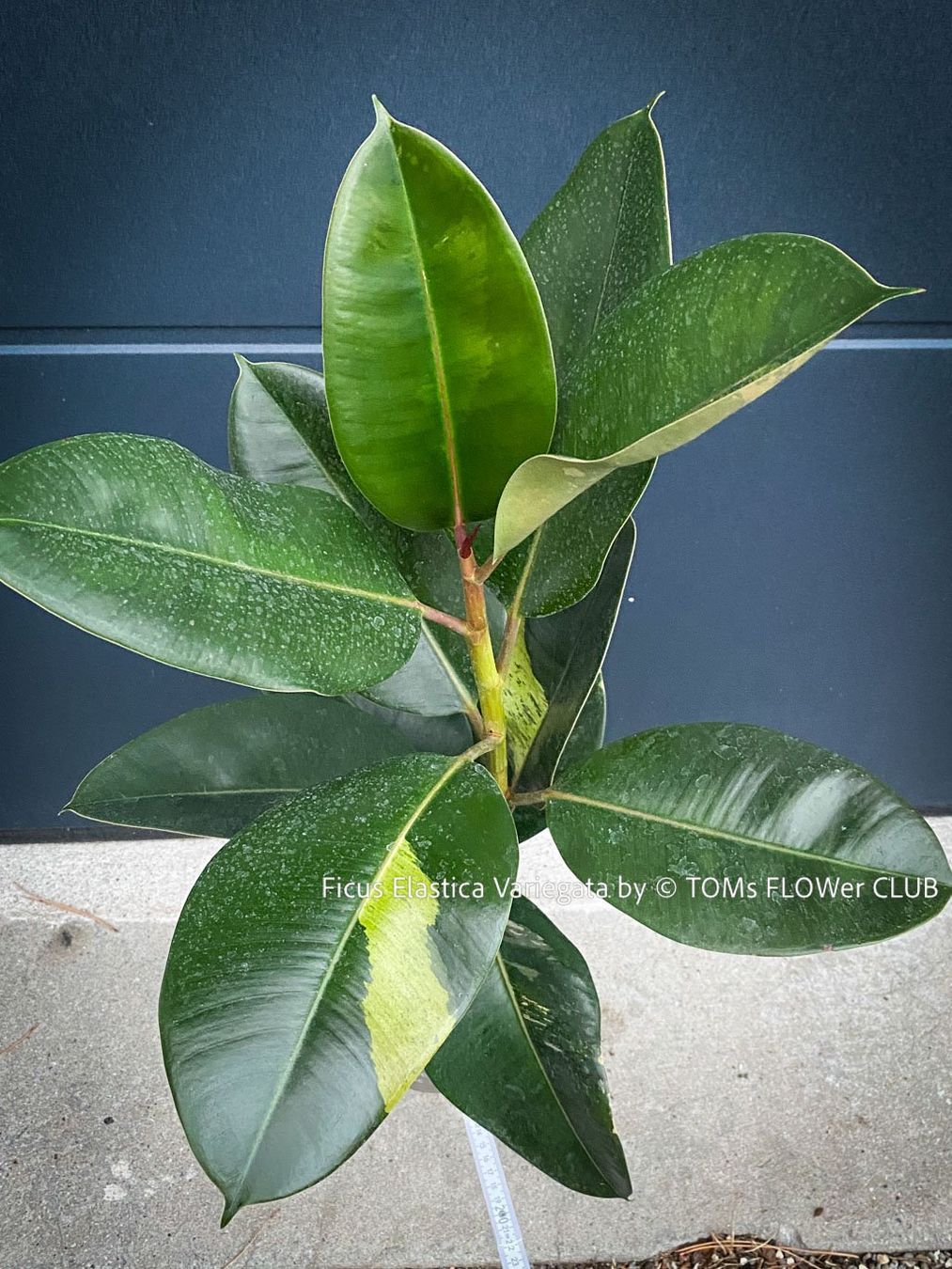 Pflanzen & Samen: Ficus Elastica Variegata - spontane Mutation - Seltenheit – Neu und originalverpackt aus Adliswil von asTOMas963 1
