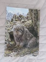 Manul + Jungtier, Zoo, Katze, Raubkatze, ungelaufen