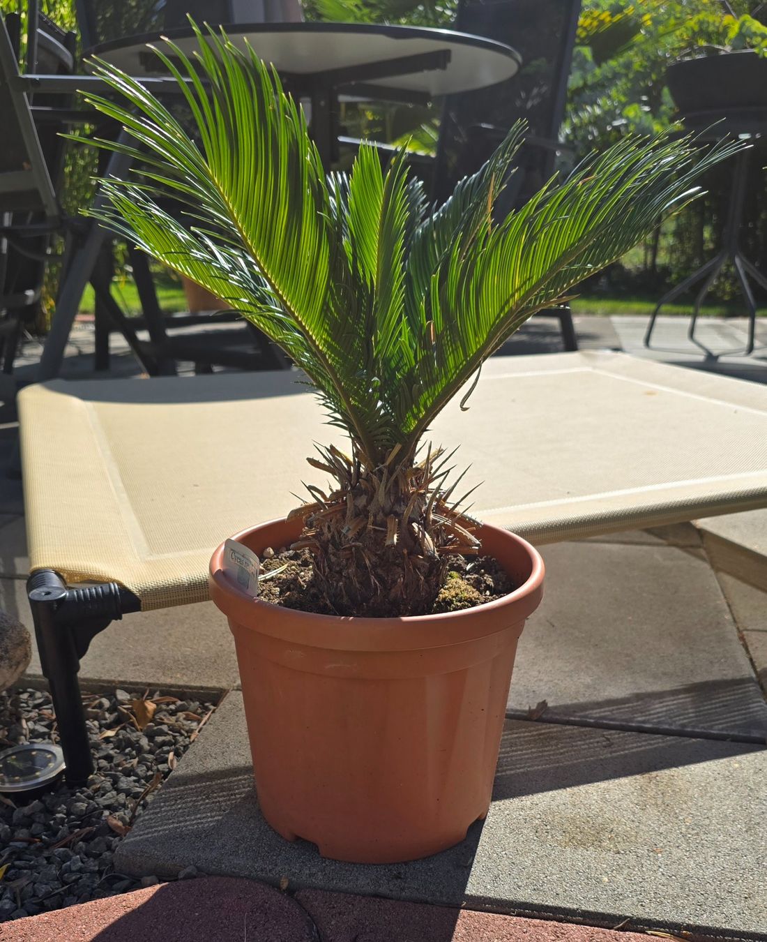 Pflanzen & Samen: Cycas revoluta – Gebraucht aus Aarburg von popkorn65 1