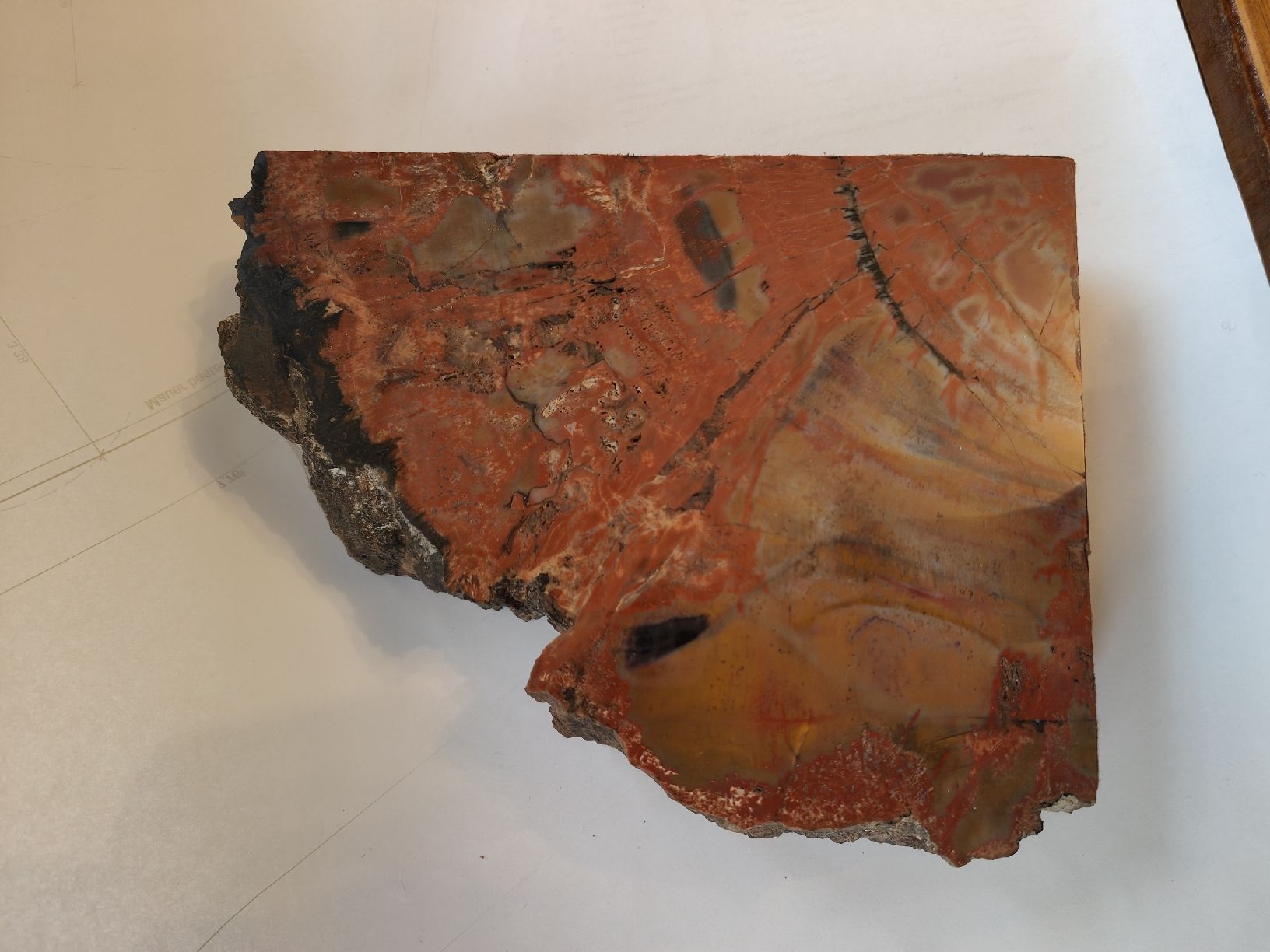 Minerali & Pietre curative: Seltene Buchstützen aus versteinertem Holz (Arizona) – Usato da Flumenthal venduto da mar_wyw8 1