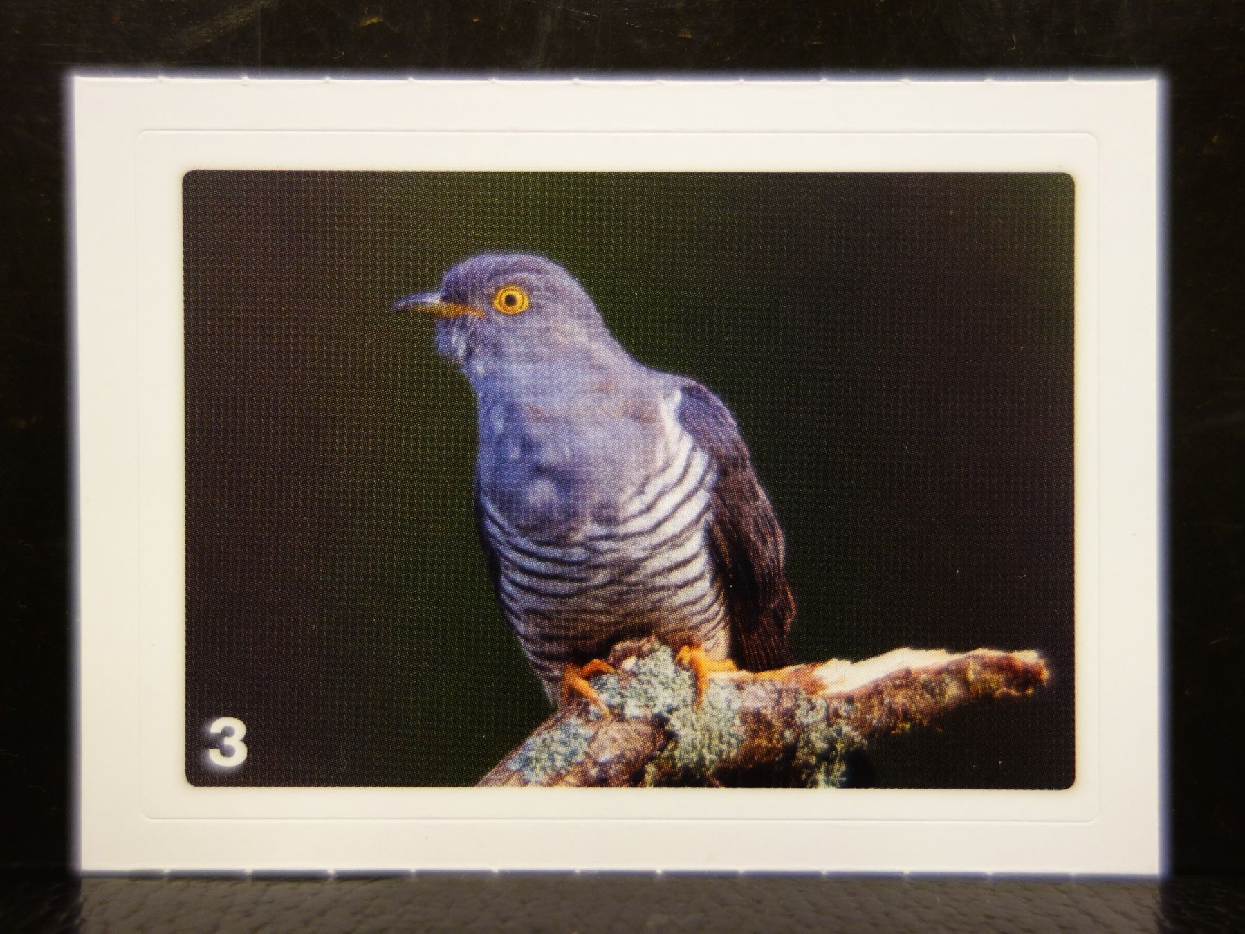 Migros Carte collezionabili: MIGROS MANIA Nature Detectives Nr. 3 – Nuovo e nell'imballaggio originale da Kerzers venduto da djstarsky73