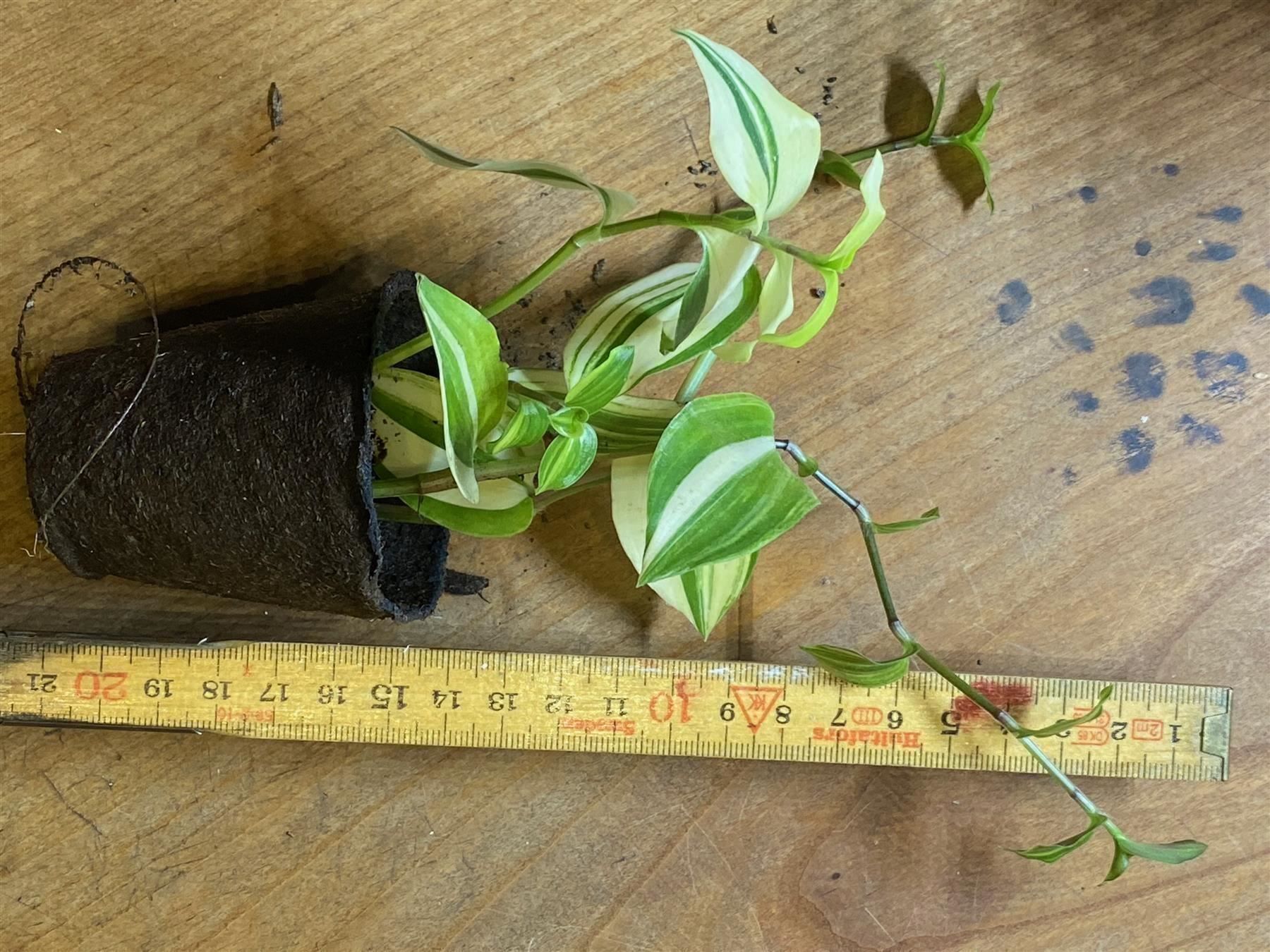 Piante & sementi: Tradescantia fluminensis variegata – Nuovo (secondo la descrizione) da Winterthur venduto da Aniger 3