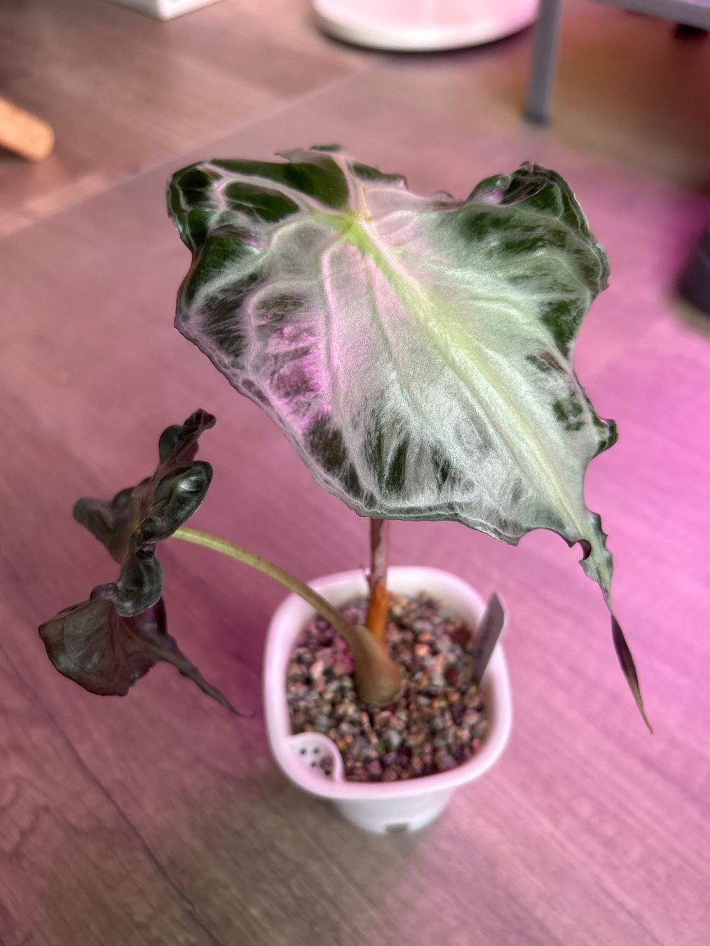 Piante & sementi: Alocasia Venom – Nuovo (secondo la descrizione) da Scherzingen venduto da Elefantenohr.ch 1