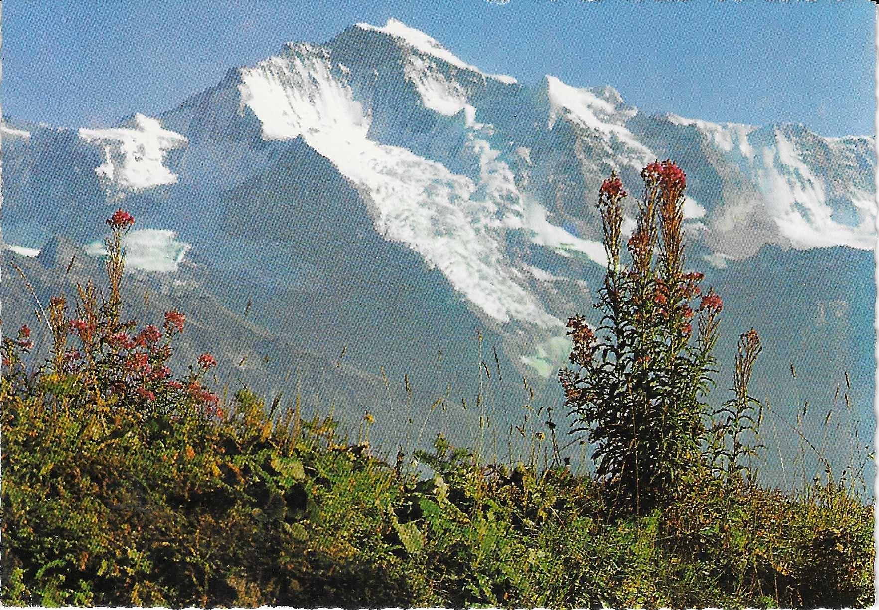 Cartes postales: Jungfrau BE – Neuf (Voir description) à Rothrist par Stranglehold