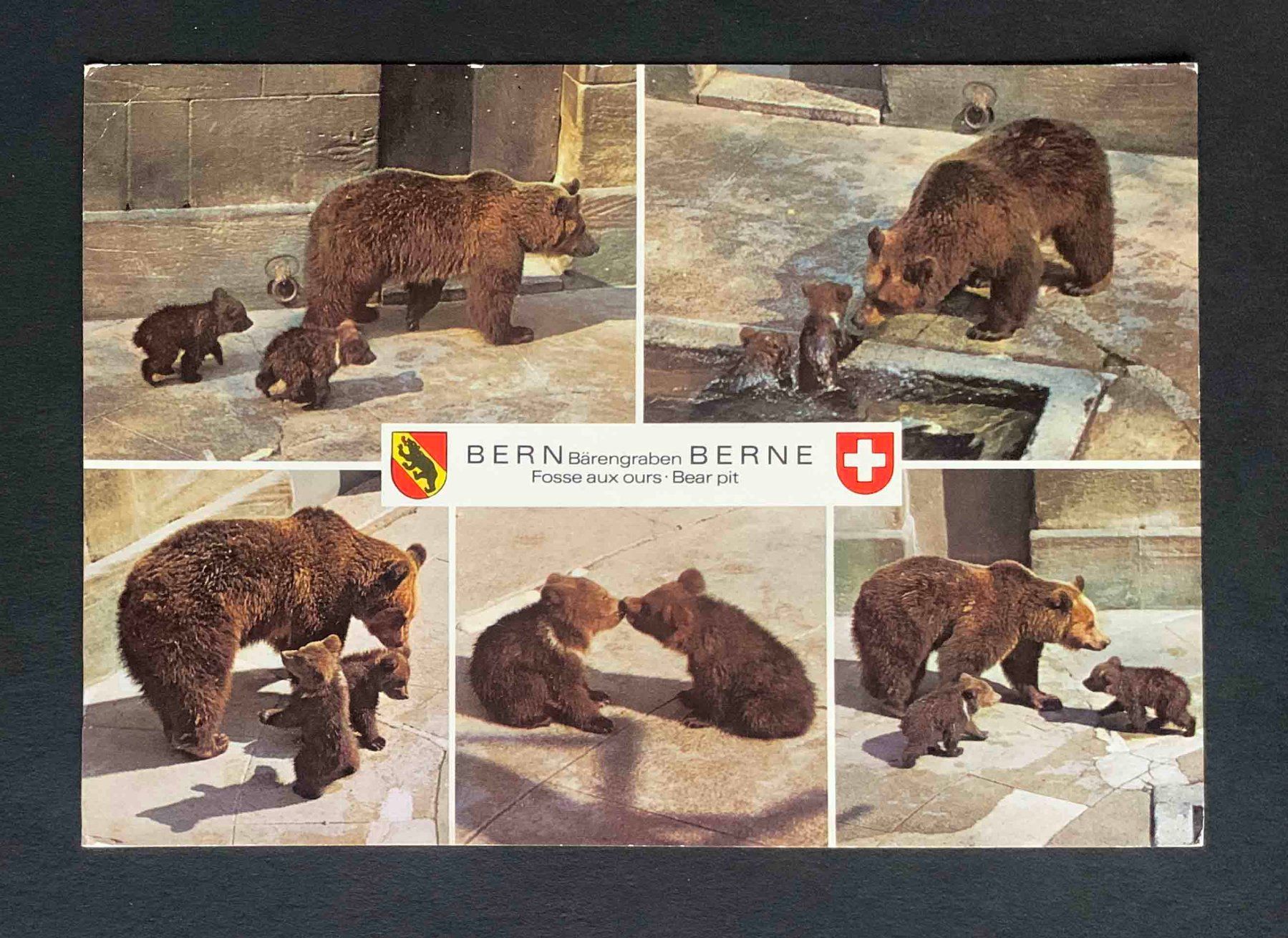 Cartoline postali: AK Bern Junge Bären im Bärengraben – Usato da Goldau venduto da artelier1