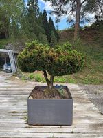 Grosser Gartenbonsai (Scheinzypresse) inkl. Pflanztrog