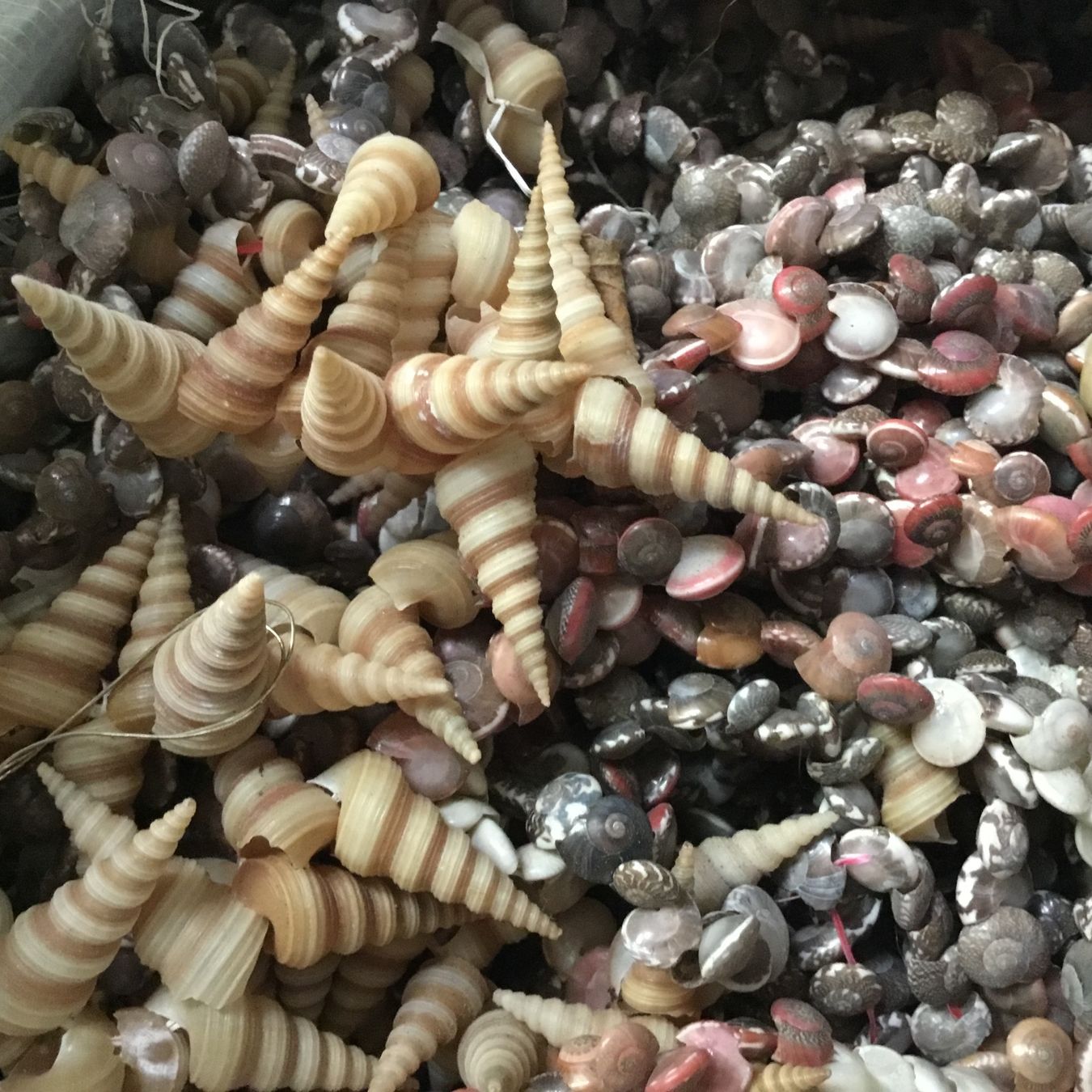 Fossili: Muscheln ca. 3 kg – Usato da Schlieren venduto da Jeajet