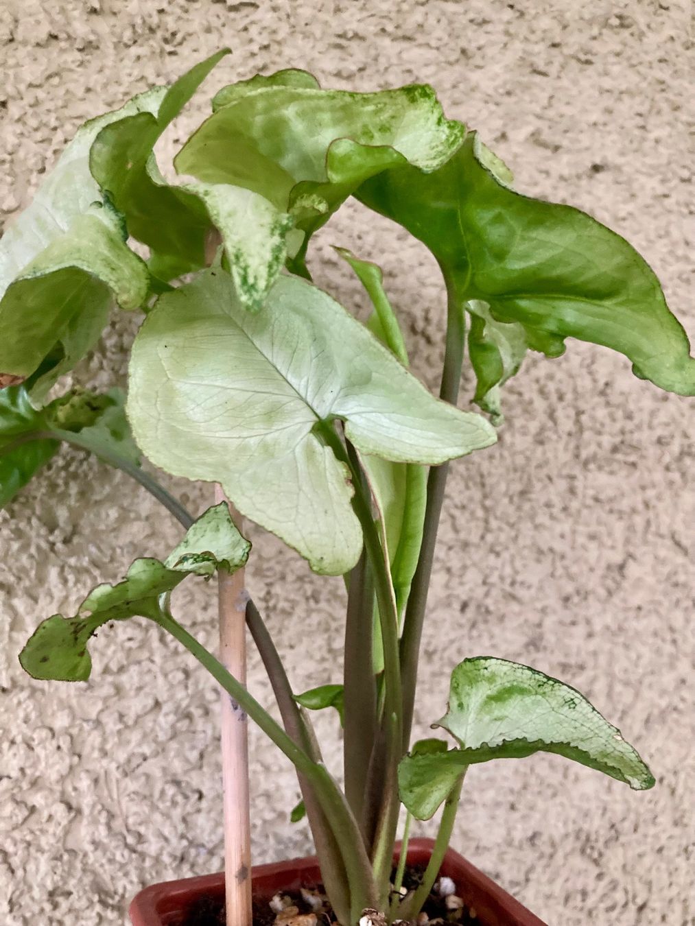 Pflanzen & Samen: Syngonium :) – Gebraucht aus Zürich von -Pflaenzlilade 1