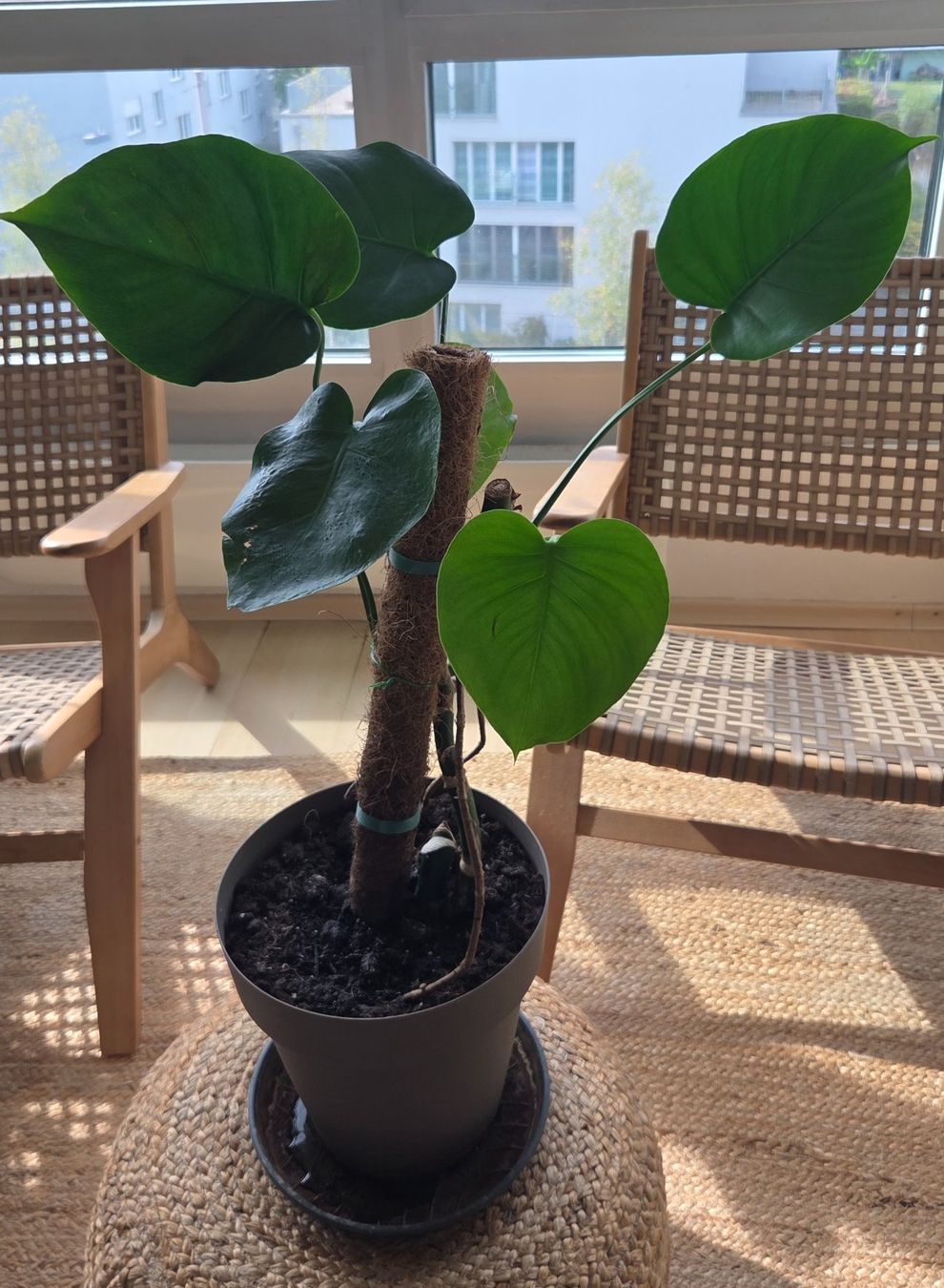 Pflanzen & Samen: Kleine Monstera (ca. 40cm) – Gebraucht aus Zürich von wile_coyote