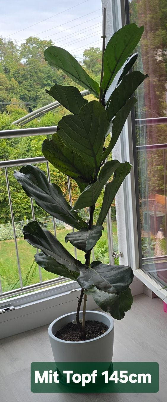 Pflanzen & Samen: Feigenbaum Ficus Lyrata – Gebraucht aus Aarburg von Glitzerschein