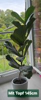 Feigenbaum Ficus Lyrata