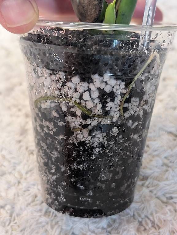Piante & sementi: Monstera Deliciosa Unniiae – Nuovo (secondo la descrizione) da Faulensee venduto da plantmama 4