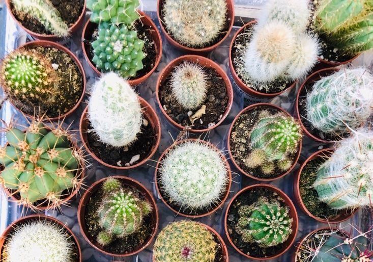 Pflanzen & Samen: 20 VERSCHIEDENE KAKTEEN COLLECTION – Neu und originalverpackt aus Rovio von POSITIFFARTandPLANTS 2