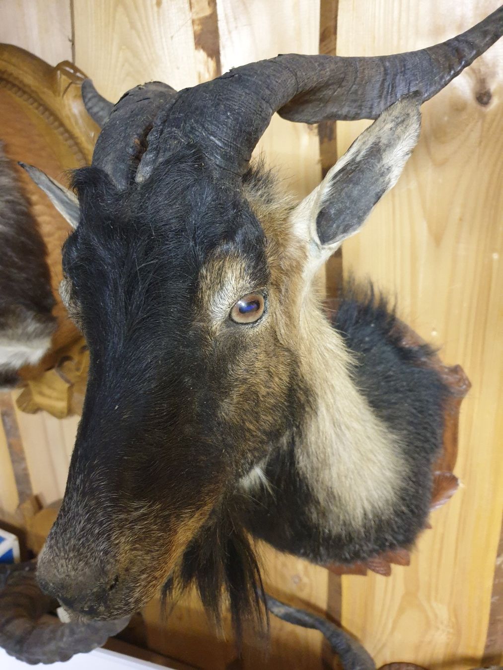 Il mondo degli animali: Bergziege aus Mallorca – Usato da Wiesendangen venduto da franz369 2