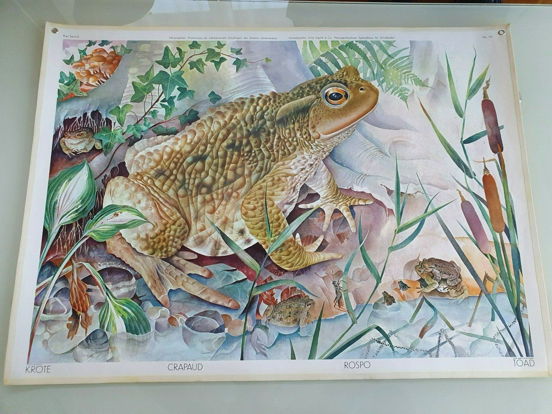 Foto & Immagini: Schulwandbild Nr. 133 Kröte – Usato da Fribourg venduto da YannDuc